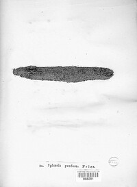 Massaria anomia image